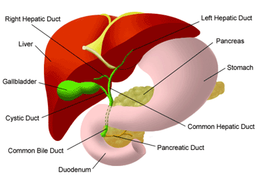 Hepatobiliary Disorders & GI Malignancy